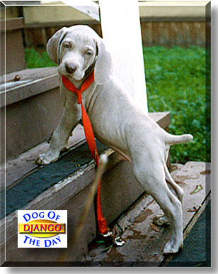 Django, the Dog of the Day