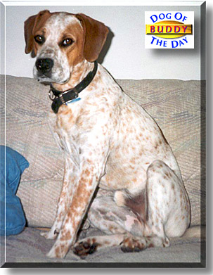 Buddy, the Dog of the Day