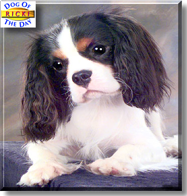 Ricki, the Dog of the Day