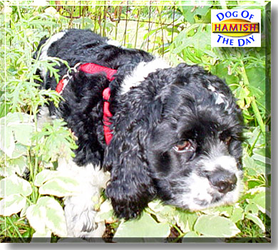 Hamish, the Dog of the Day