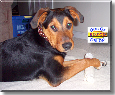 Bosco, the Dog of the Day
