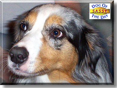Sassy, the Dog of the Day