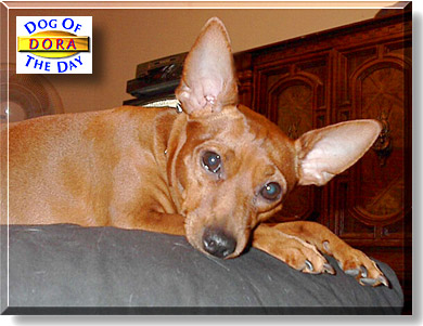 Dora, the Dog of the Day