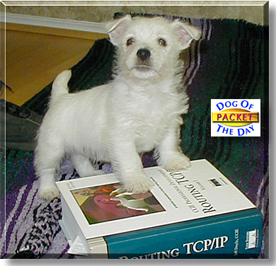 Packet, the Dog of the Day