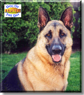 Brutes, the Dog of the Day