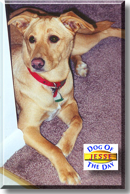 Jesse, the Dog of the Day