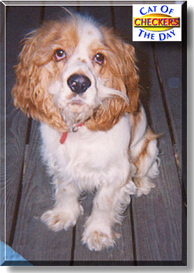 Checkers, the Dog of the Day