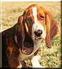 Samson