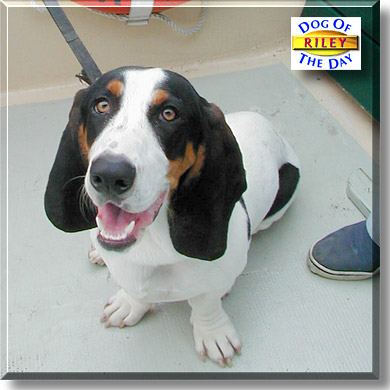 Riley, the Dog of the Day