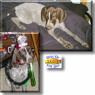 Sadie, the Dog of the Day