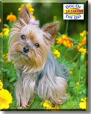 Jasmin, the Dog of the Day