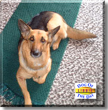 Libbie, the Dog of the Day
