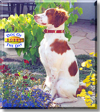 Bobby, the Dog of the Day