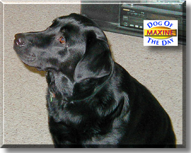 Maxine, the Dog of the Day