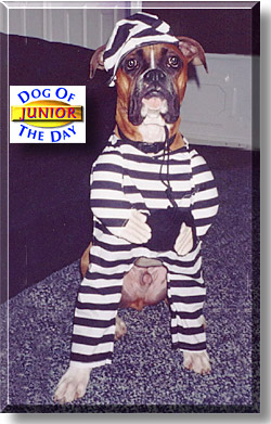 Junior, the Dog of the Day