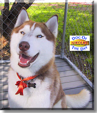Nikolas, the Dog of the Day