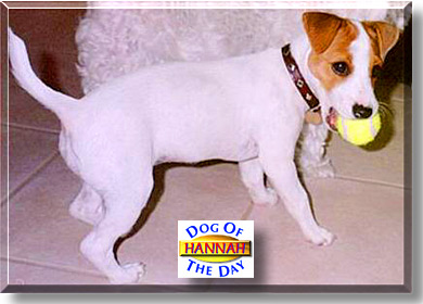 Hannah, the Dog of the Day