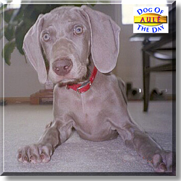 Aulë, the Dog of the Day