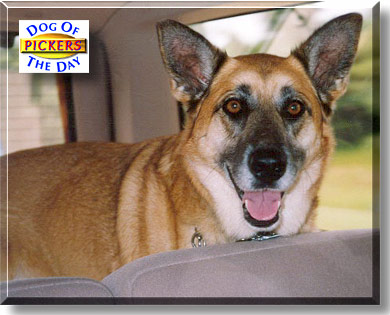 Pickers, the Dog of the Day