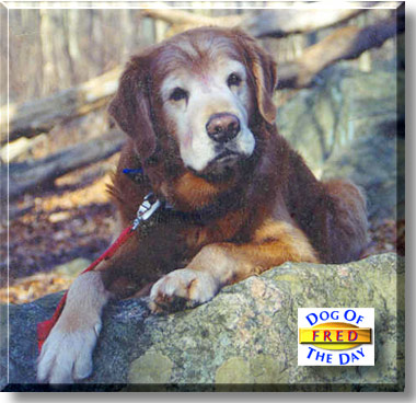 Fred, the Dog of the Day