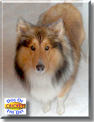 Cricket, the Dog of the Day
