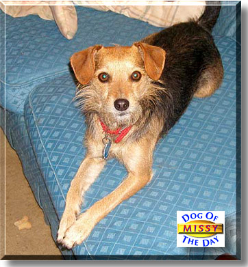Missy, the Dog of the Day