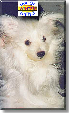 Winter, the Dog of the Day