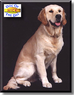 Nick, the Dog of the Day