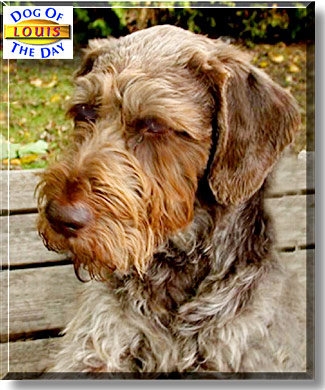 Louis, the Dog of the Day
