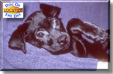 Locutus, the Dog of the Day
