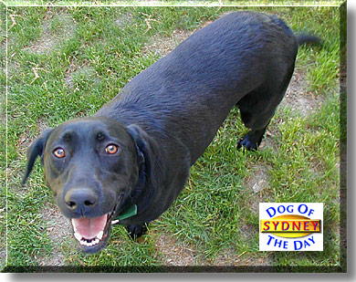 Sydney, the Dog of the Day