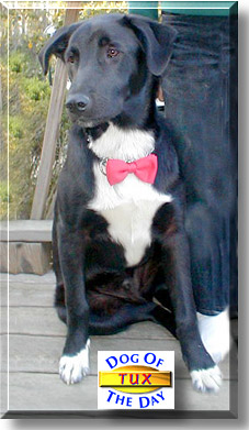 Tux, the Dog of the Day