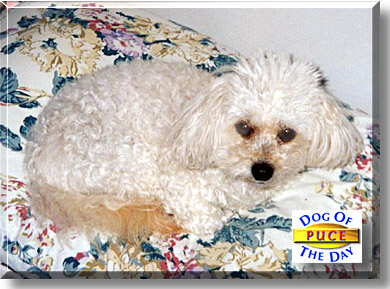 Puce, the Dog of the Day