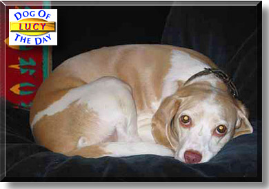 Lucy, the Dog of the Day