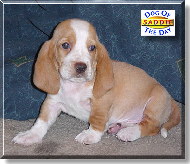 Saddie, the Dog of the Day