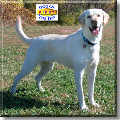 Kirby, the Dog of the Day
