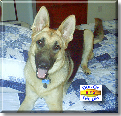 Rex, the Dog of the Day