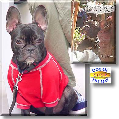 Chop, the Dog of the Day