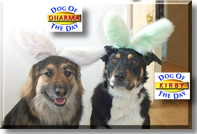 Dharma and Kirby, the Dog of the Day