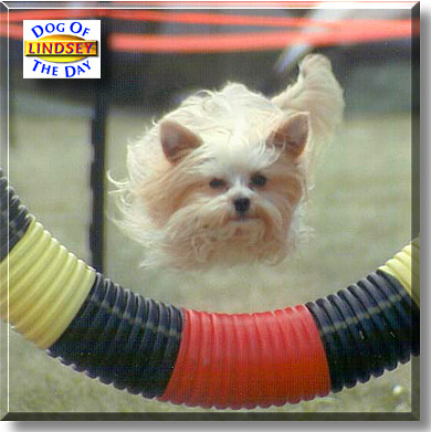 Lindsey, the Dog of the Day