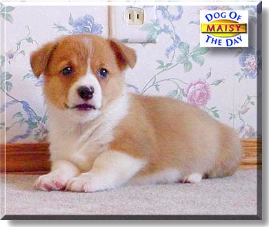 Maisy, the Dog of the Day