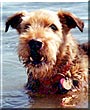 Paddy