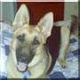 Rex