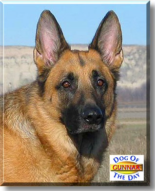 Gunnar, the Dog of the Day