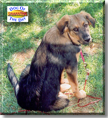 Samantha, the Dog of the Day