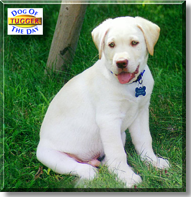 Tugger, the Dog of the Day