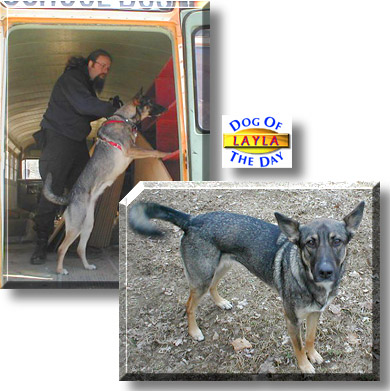 Layla, the Dog of the Day