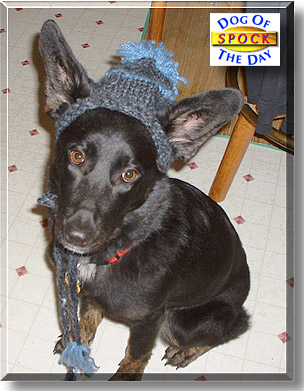 Spock, the Dog of the Day