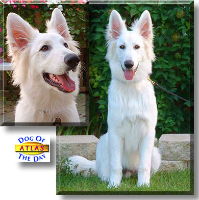 Atlas, the Dog of the Day