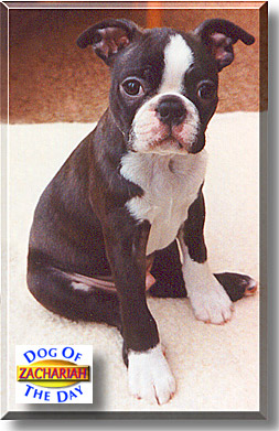 Zachariah, the Dog of the Day
